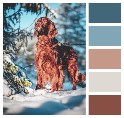 Dog Irish Setter Red Setter Image